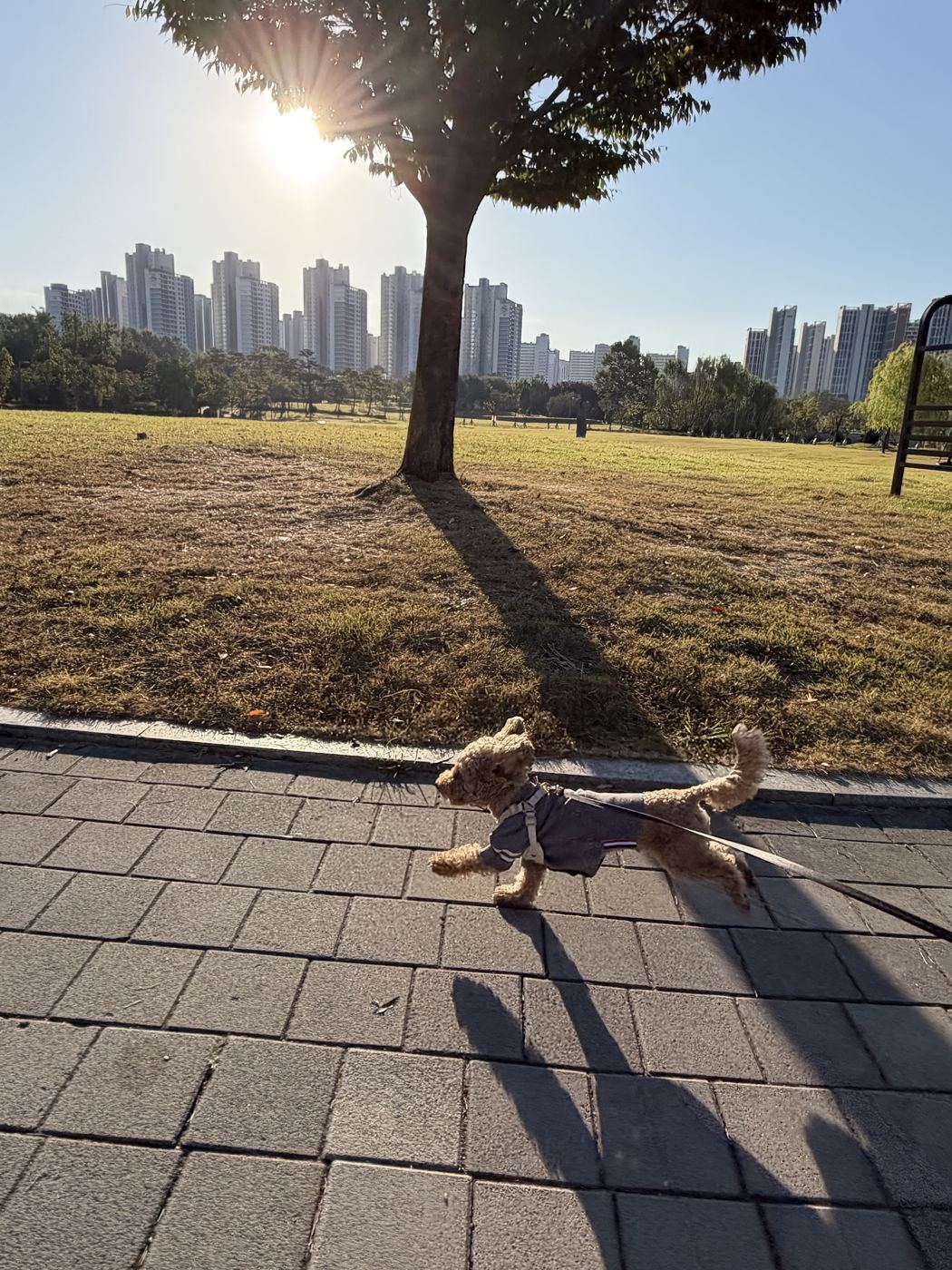 공원 산책로를 걷는 강아지